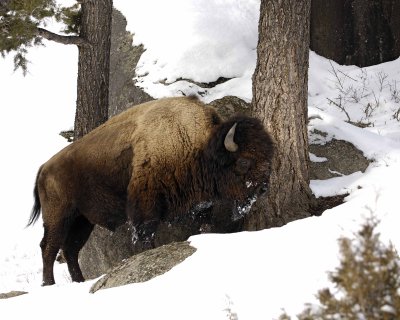 Bison-021608-Lamar Canyon, Yellowstone Natl Park-#0315.jpg