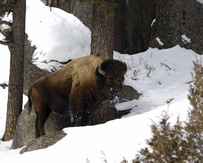 Bison-021608-Lamar Canyon, Yellowstone Natl Park-#0323.jpg