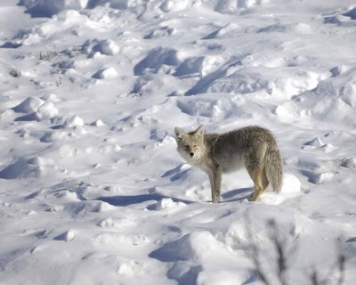 Coyote-021508-Tower Junction, Yellowstone Natl Park-#0204.jpg