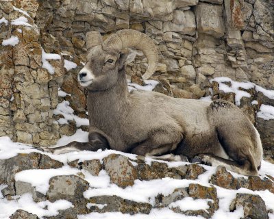 Sheep, Rocky Mountain-021608-Lamar Valley, Confluence, Yellowstone Natl Park-#0139.jpg