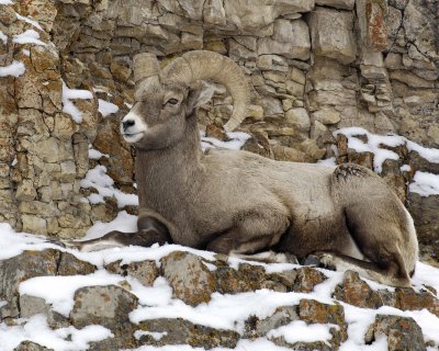 Sheep, Rocky Mountain-021608-Lamar Valley, Confluence, Yellowstone Natl Park-#0140.jpg