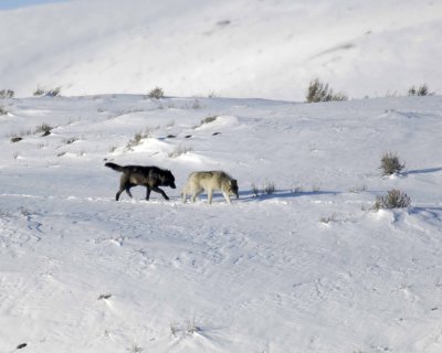 Wolf, Gray, 2 Pups, Druid Pack-021808-Lamar Valley, Yellowstone Natl Park-#0549.jpg