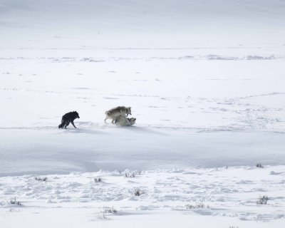 Wolf, Gray, 3 Druid Pack, 1 pinning another-021708-Lamar Valley, Yellowstone Natl Park-#0308.jpg