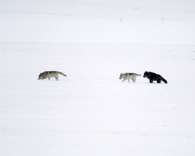 Wolf, Gray, 3 Druid Pack-021708-Lamar Valley, Yellowstone Natl Park-#0129.jpg
