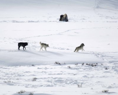 Wolf, Gray, 3 Druid Pack-021708-Lamar Valley, Yellowstone Natl Park-#0316.jpg