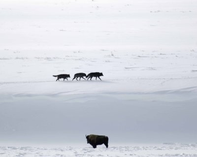Wolf, Gray, 3 Druid Pack-021708-Lamar Valley, Yellowstone Natl Park-#0333.jpg