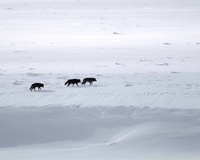 Wolf, Gray, 3 Druid Pack-021708-Lamar Valley, Yellowstone Natl Park-#0344.jpg