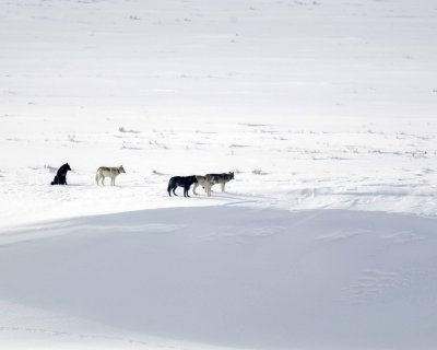 Wolf, Gray, 5 Druid Pack-021708-Lamar Valley, Yellowstone Natl Park-#0371.jpg