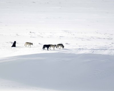 Wolf, Gray, 5 Druid Pack-021708-Lamar Valley, Yellowstone Natl Park-#0374.jpg
