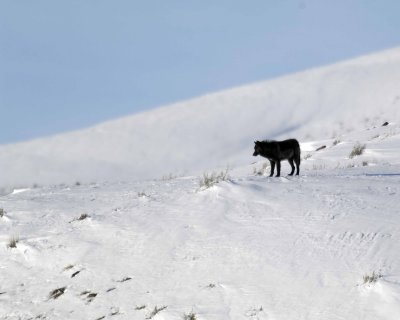 Wolf, Gray, Pup, Druid Pack-021808-Lamar Valley, Yellowstone Natl Park-#0508.jpg