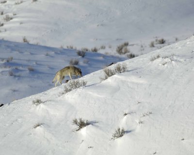 Wolf, Gray, Pup, Druid Pack-021808-Lamar Valley, Yellowstone Natl Park-#0558.jpg