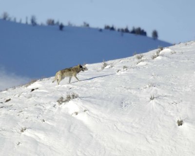 Wolf, Gray, Pup, Druid Pack-021808-Lamar Valley, Yellowstone Natl Park-#0575.jpg
