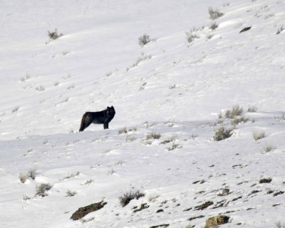 Wolf, Gray, Pup, Druid Pack-021808-Lamar Valley, Yellowstone Natl Park-#0664.jpg