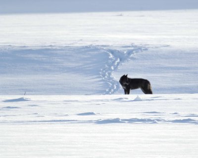 Wolf, Gray, Pup, Druid Pack-021808-Lamar Valley, Yellowstone Natl Park-#0679.jpg