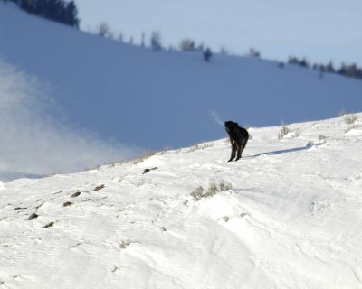 Wolf, Gray, Pup, Howling, Druid Pack-021808-Lamar Valley, Yellowstone Natl Park-#0611.jpg