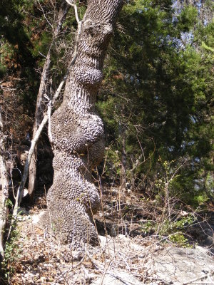 steiner_hike