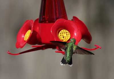 hummingbird