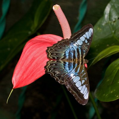 Kuala Lumpur Butterfly Park