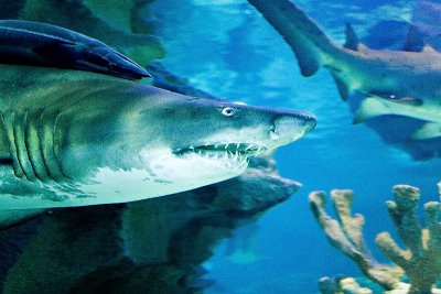 Aquaria @ KLCC