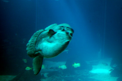 Sunfish (Mola Mola)