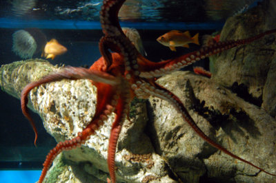 Giant Pacific Octopuss