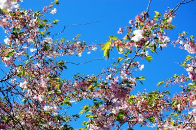 Cherry blossom