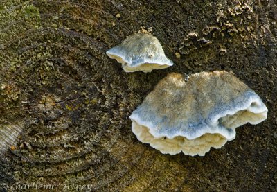 DSC_0090.jpg
