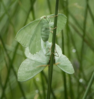 Light Emerald Moth_DSC6989.jpg