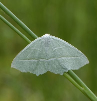 Light Emerald Moth_DSC7001.jpg