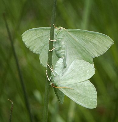 Light Emerald Moth_DSC6997.jpg