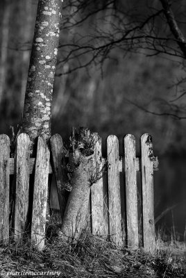 Fence and Tree_DSC_6526.jpg
