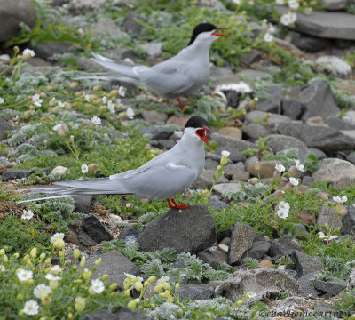 Arctic Terns_DSC_7418.jpg