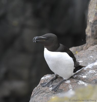 Razorbill DSC_7389.jpg