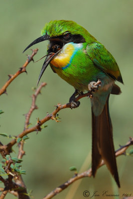Swallow-tailed Bee-eater.jpg