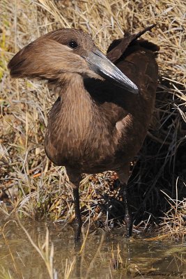 Hamerkop2.jpg