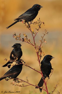 Fork-tailed Drongos.jpg
