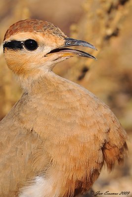 Temmincks Courser.jpg