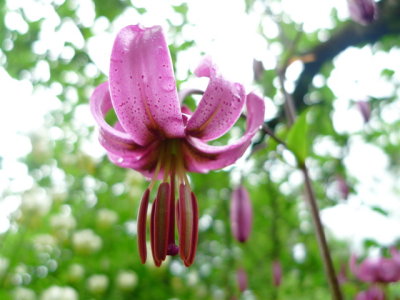 20090709