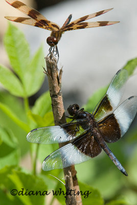 Male Halloween Pennant and Widow Skimmer Dragonflies