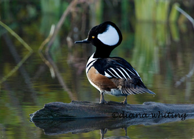 Hooded Merganser 5