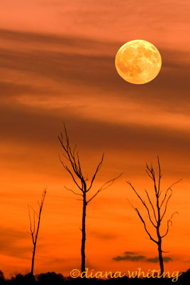 Harvest Moon