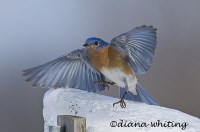 Bluebird Slippin and a Slidin
