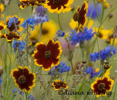 Summer Wildflowers