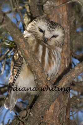 Saw-Whet Owl 2