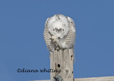 Snowy Owl Preening 8