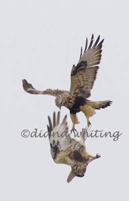 Rough Legged Hawks Aerial Display