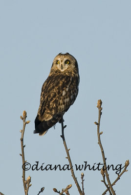 Short Eared Owl 1