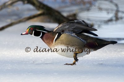 Wood Duck on Ice