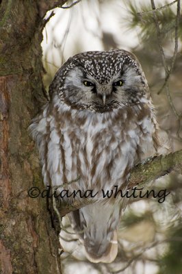 Boreal Owl