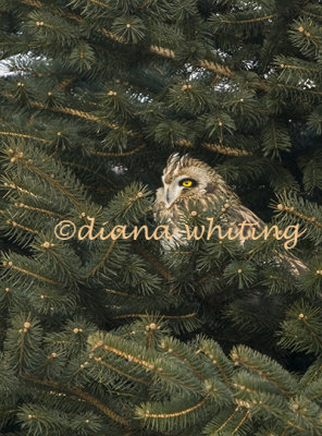 Short Eared  Owl in Pine Tree